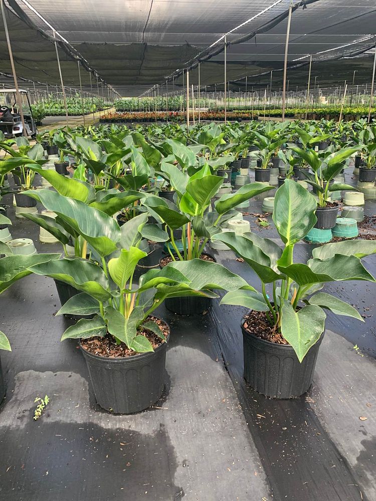 philodendron-congo-green-congo-philodendron