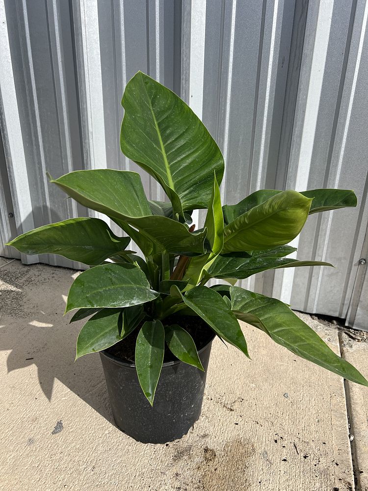 philodendron-congo-green-congo-philodendron