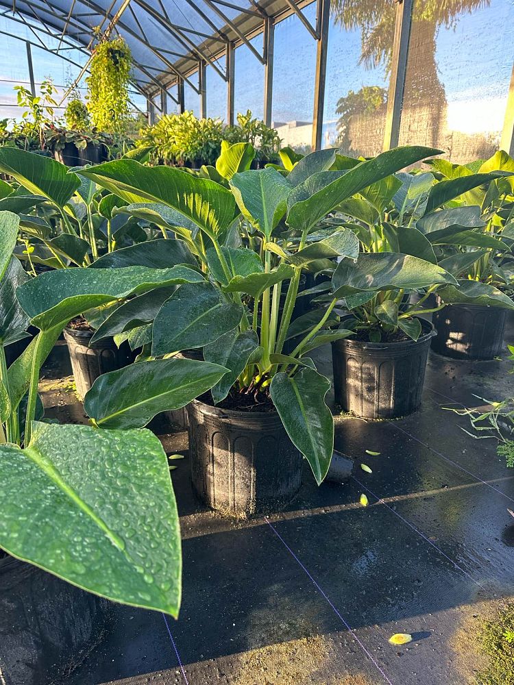 philodendron-congo-green-congo-philodendron