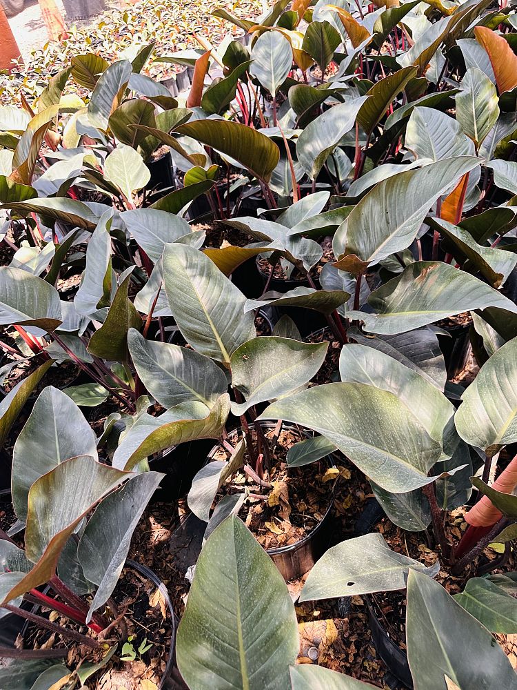 philodendron-congo-green-congo-philodendron
