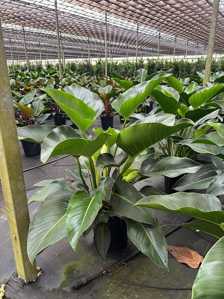 philodendron-congo-green-congo-philodendron