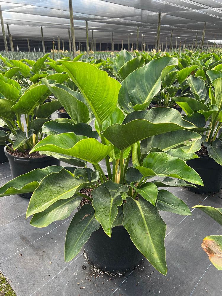 philodendron-congo-green-congo-philodendron