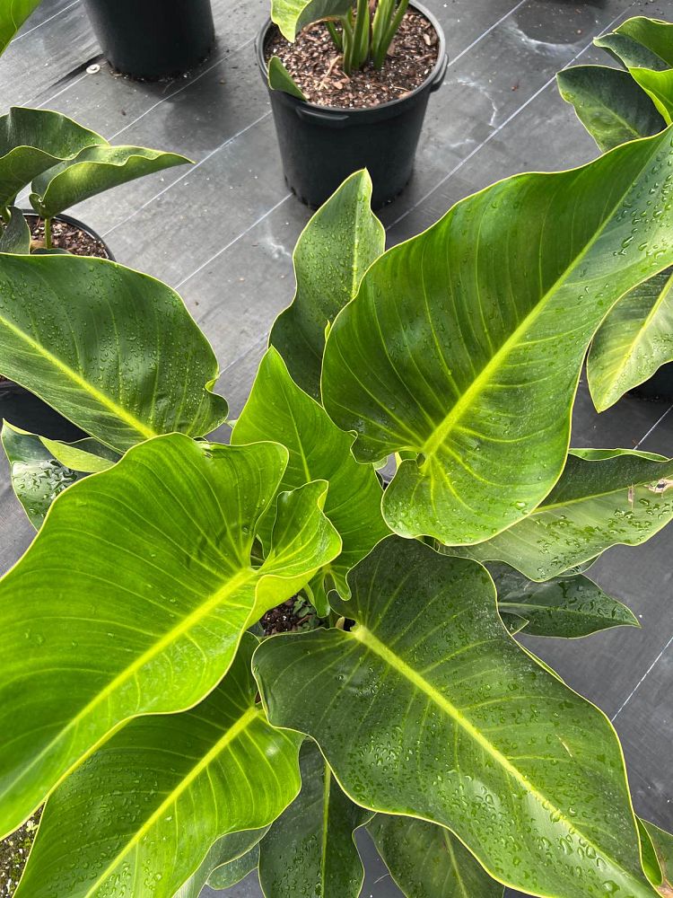 philodendron-congo-green-congo-philodendron
