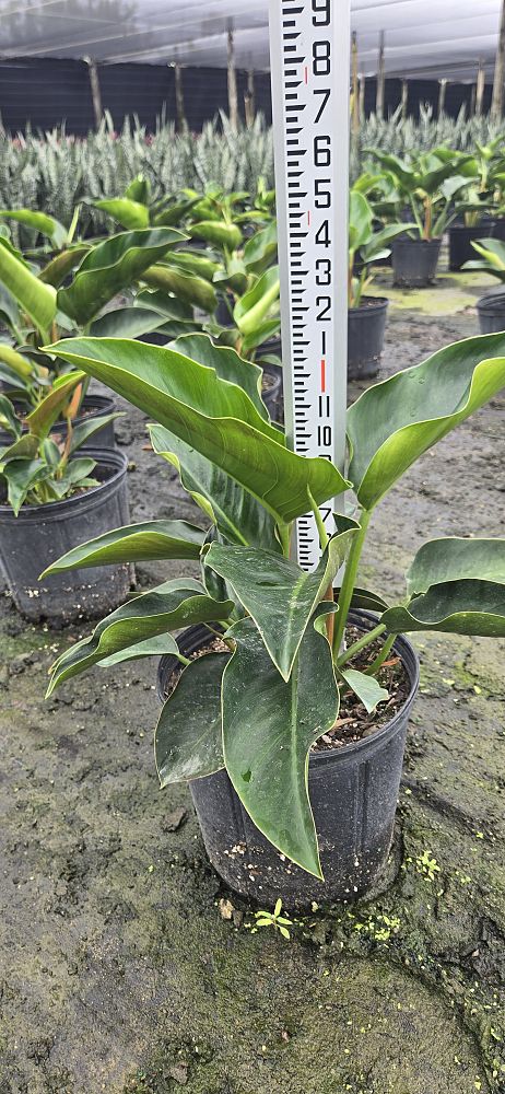 philodendron-congo-green-congo-philodendron