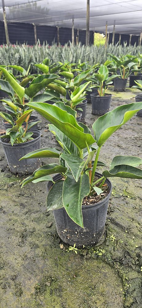 philodendron-congo-green-congo-philodendron