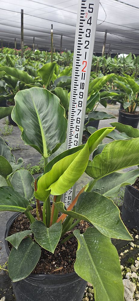 philodendron-congo-green-congo-philodendron