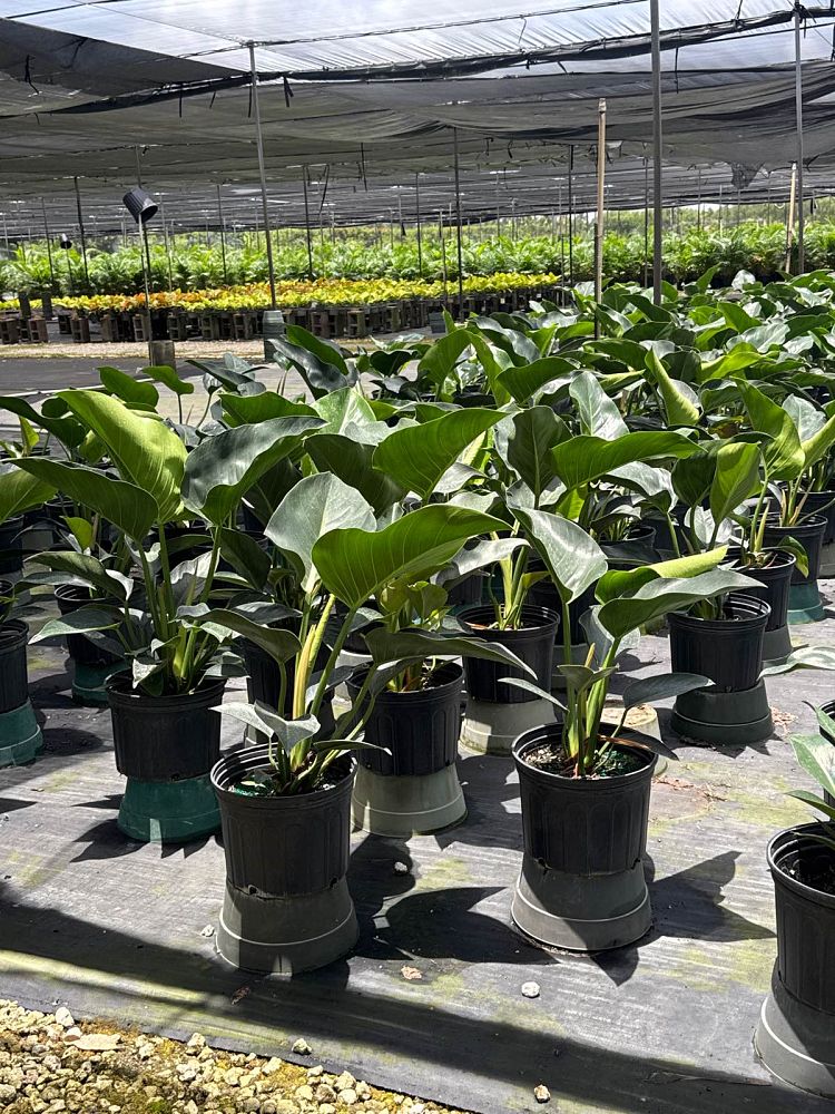 philodendron-congo-green-congo-philodendron