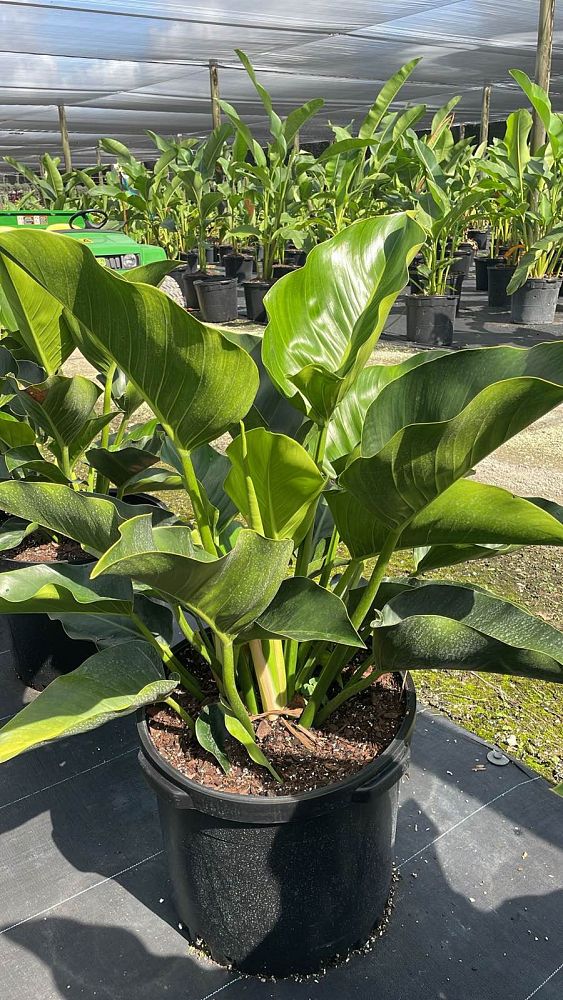 philodendron-congo-green-congo-philodendron