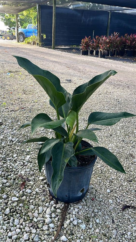 philodendron-congo-green-congo-philodendron