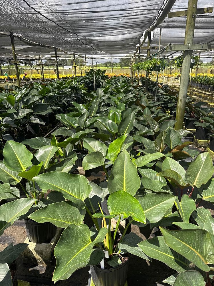 philodendron-congo-green-congo-philodendron