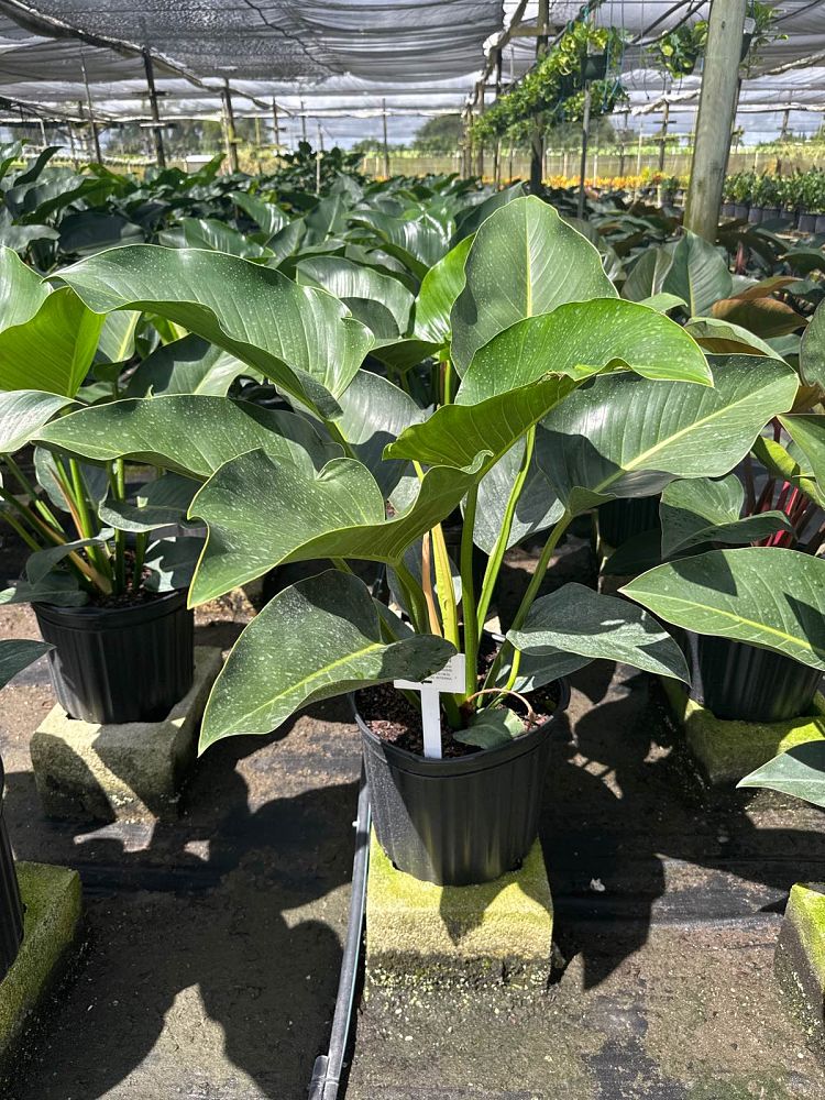philodendron-congo-green-congo-philodendron