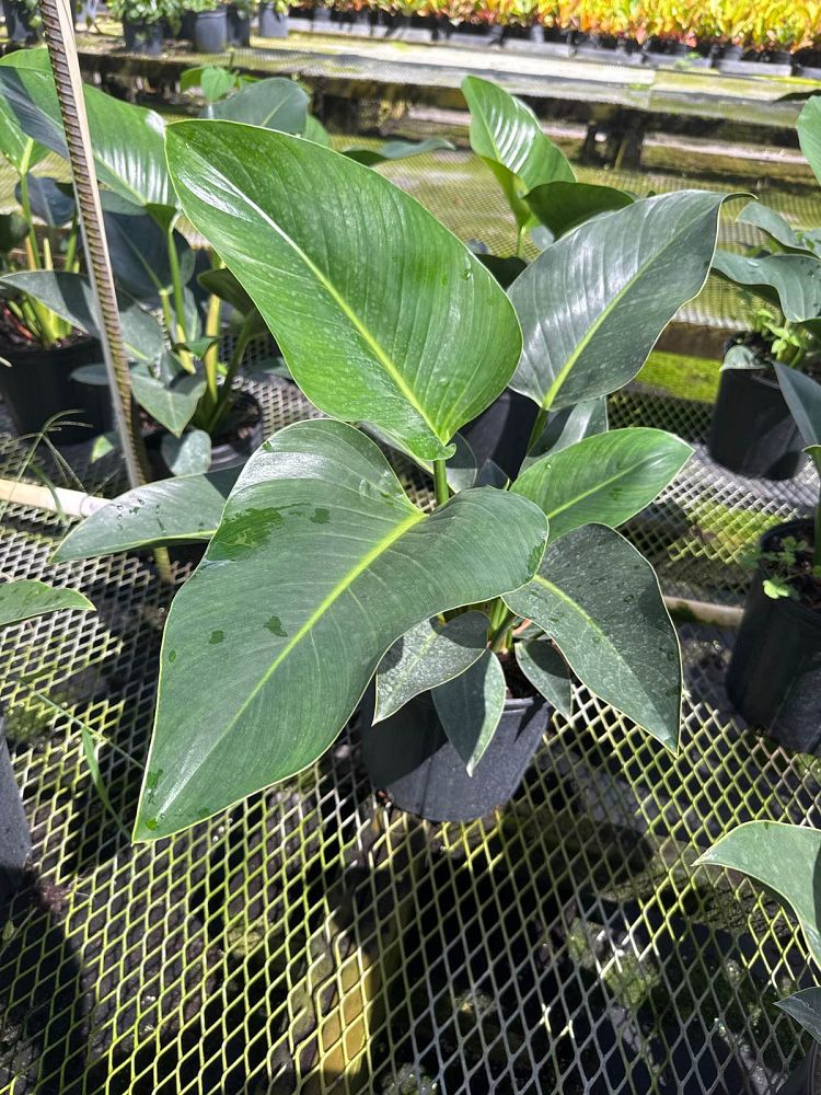 philodendron-congo-green-congo-philodendron