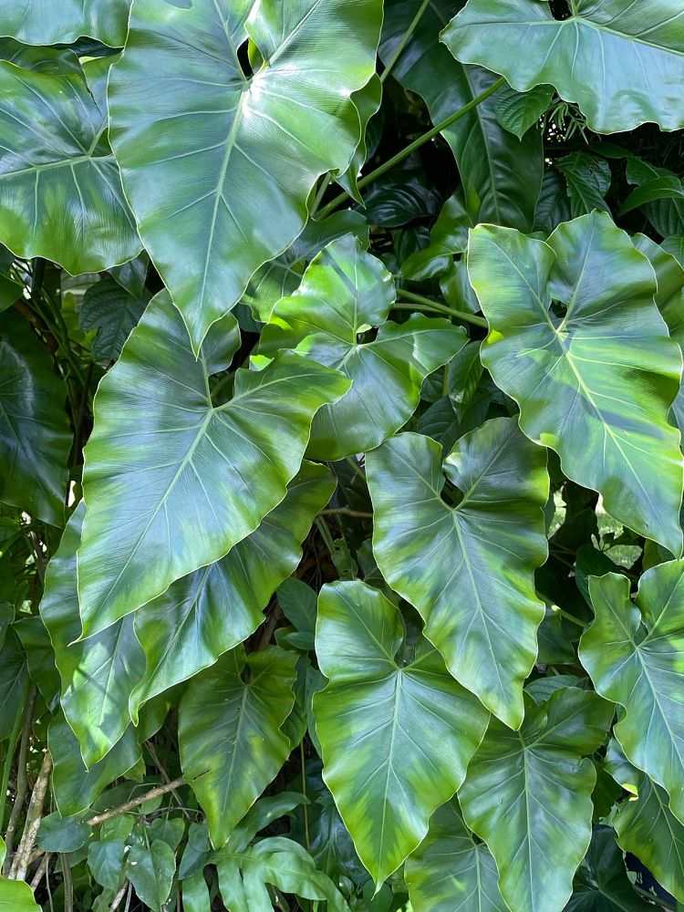 philodendron-corcovadense