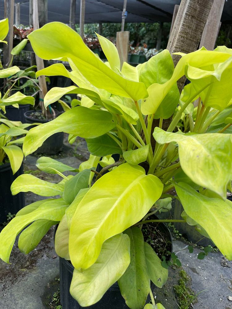 philodendron-cordatum-lemon-lime