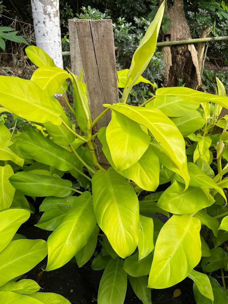philodendron-cordatum-lemon-lime