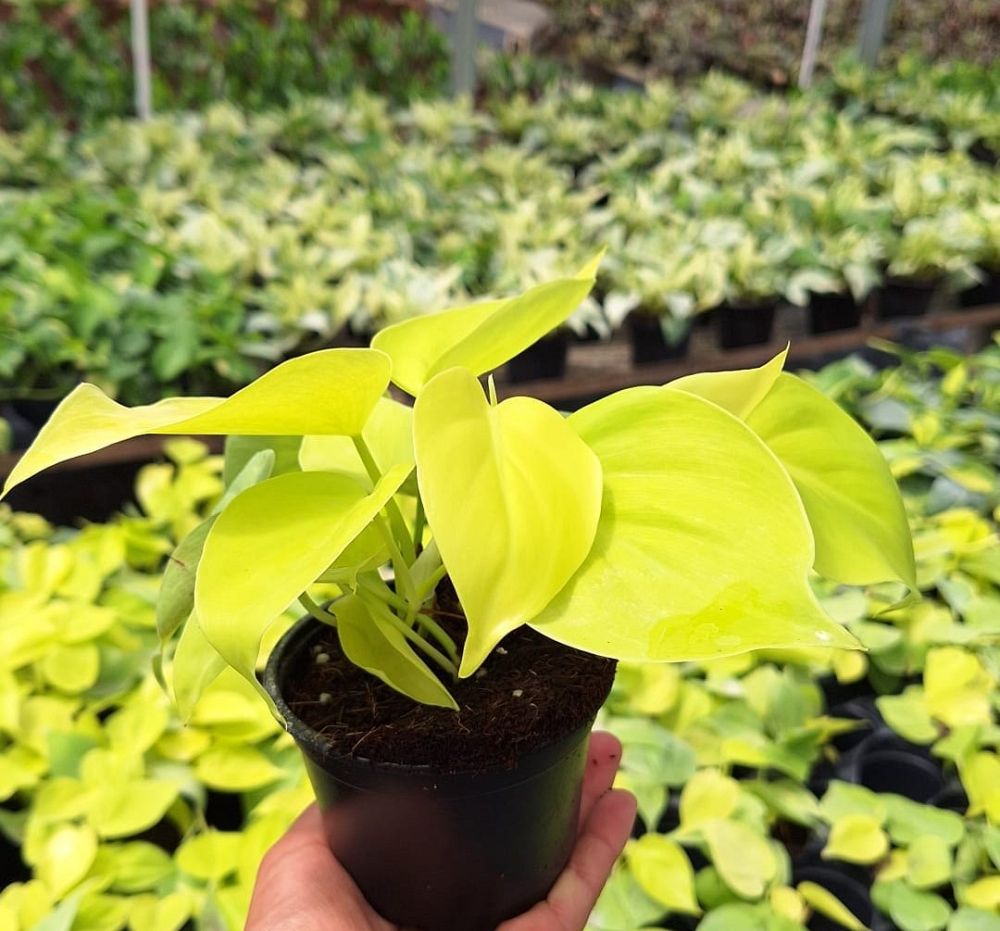 philodendron-cordatum-lemon-lime