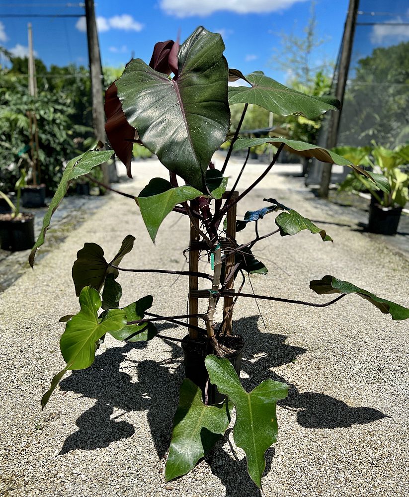 philodendron-dark-lord