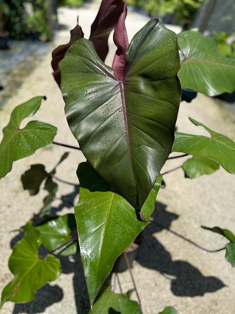 philodendron-dark-lord
