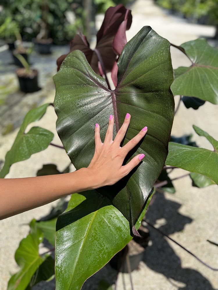 philodendron-dark-lord