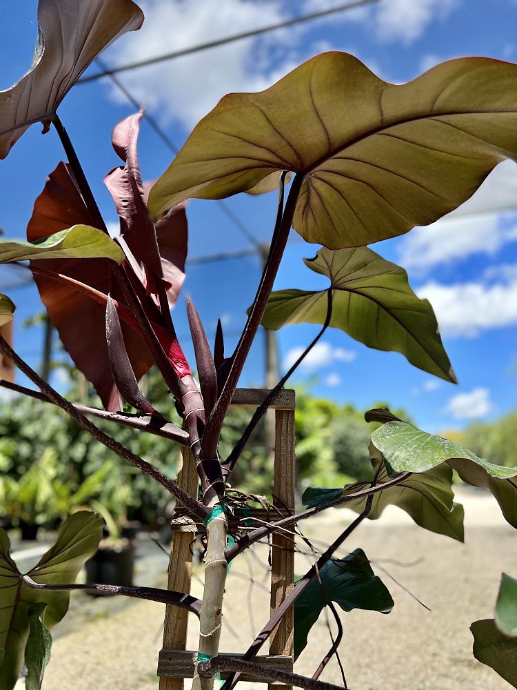 philodendron-dark-lord