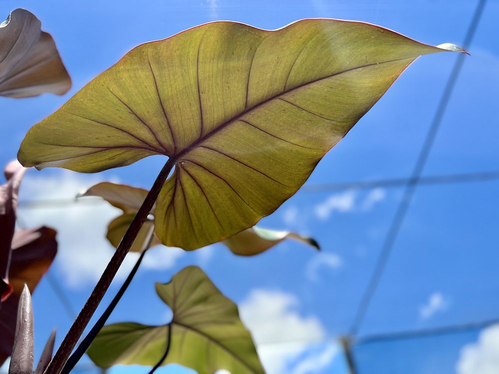 philodendron-dark-lord