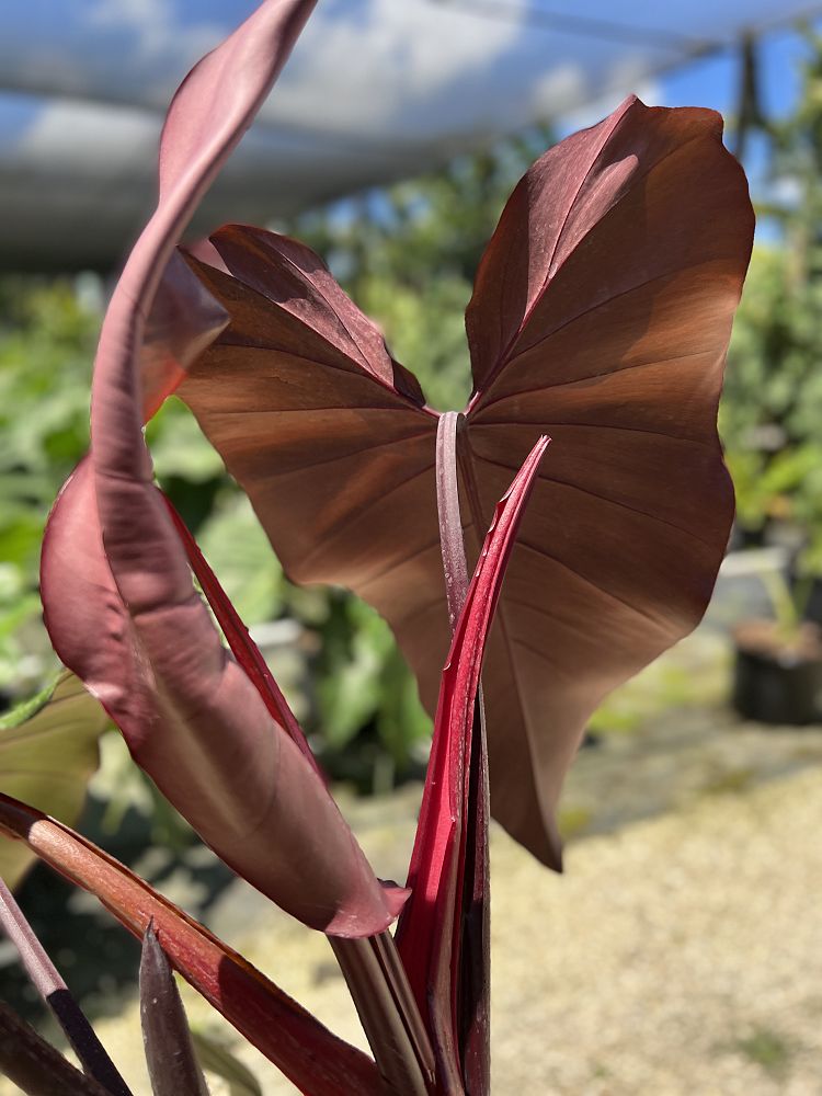 philodendron-dark-lord