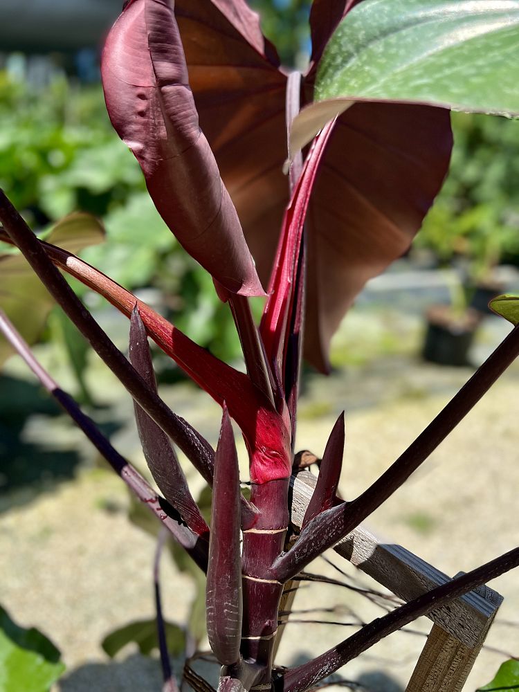 philodendron-dark-lord