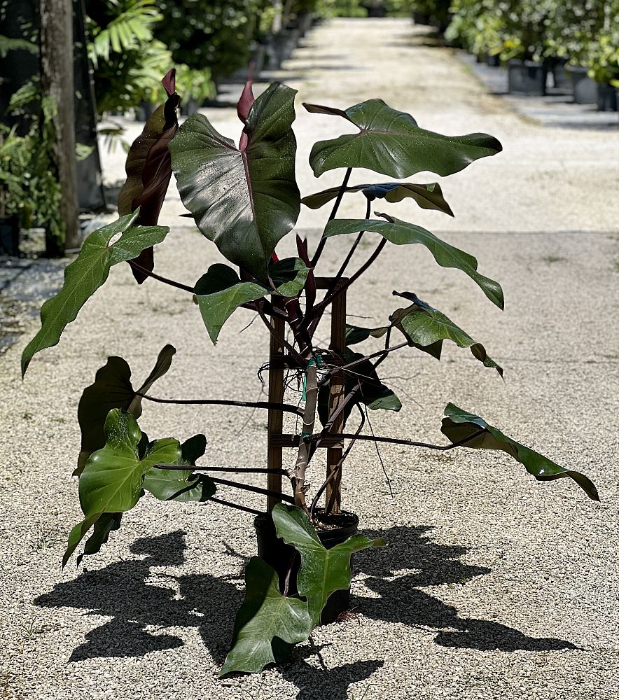 philodendron-dark-lord