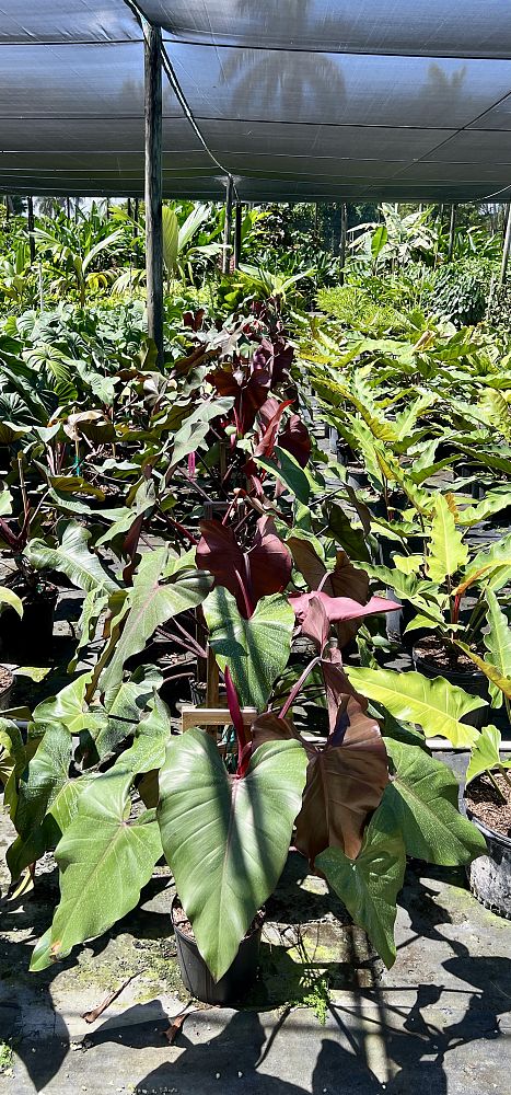 philodendron-dark-lord