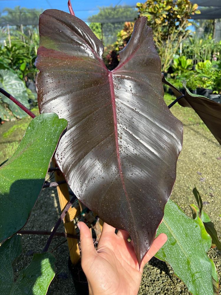 philodendron-dark-lord