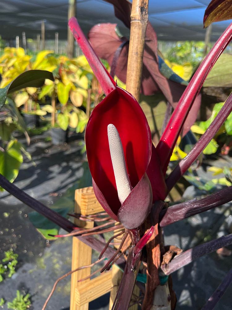 philodendron-dark-lord