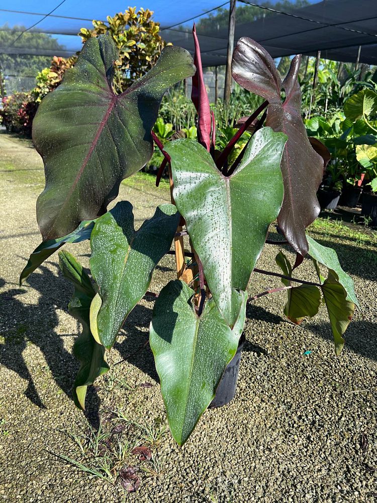 philodendron-dark-lord