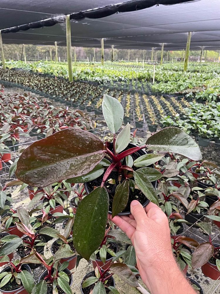 philodendron-dark-lord