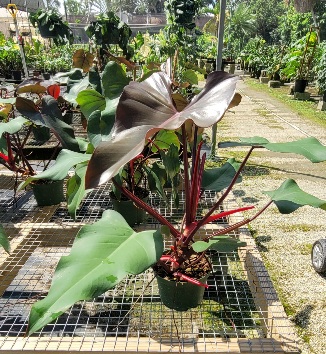 philodendron-dark-lord