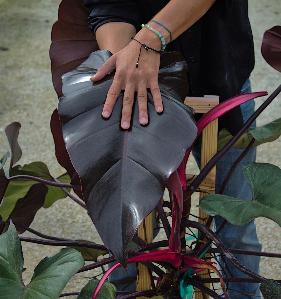 philodendron-dark-lord