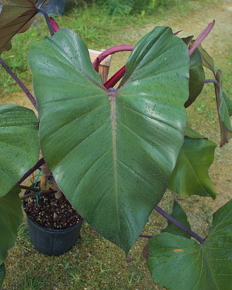 philodendron-dark-lord
