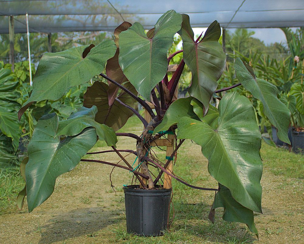 philodendron-dark-lord