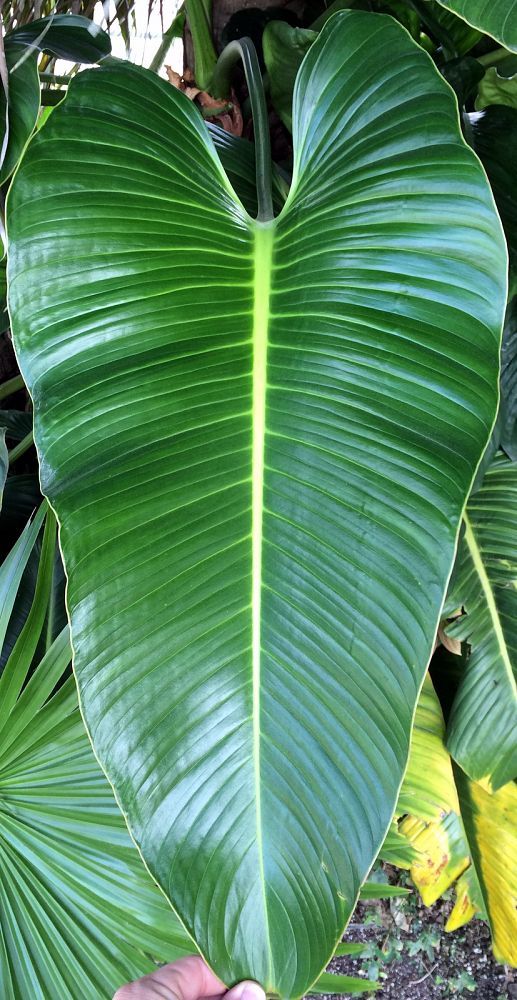 philodendron-davidsonii