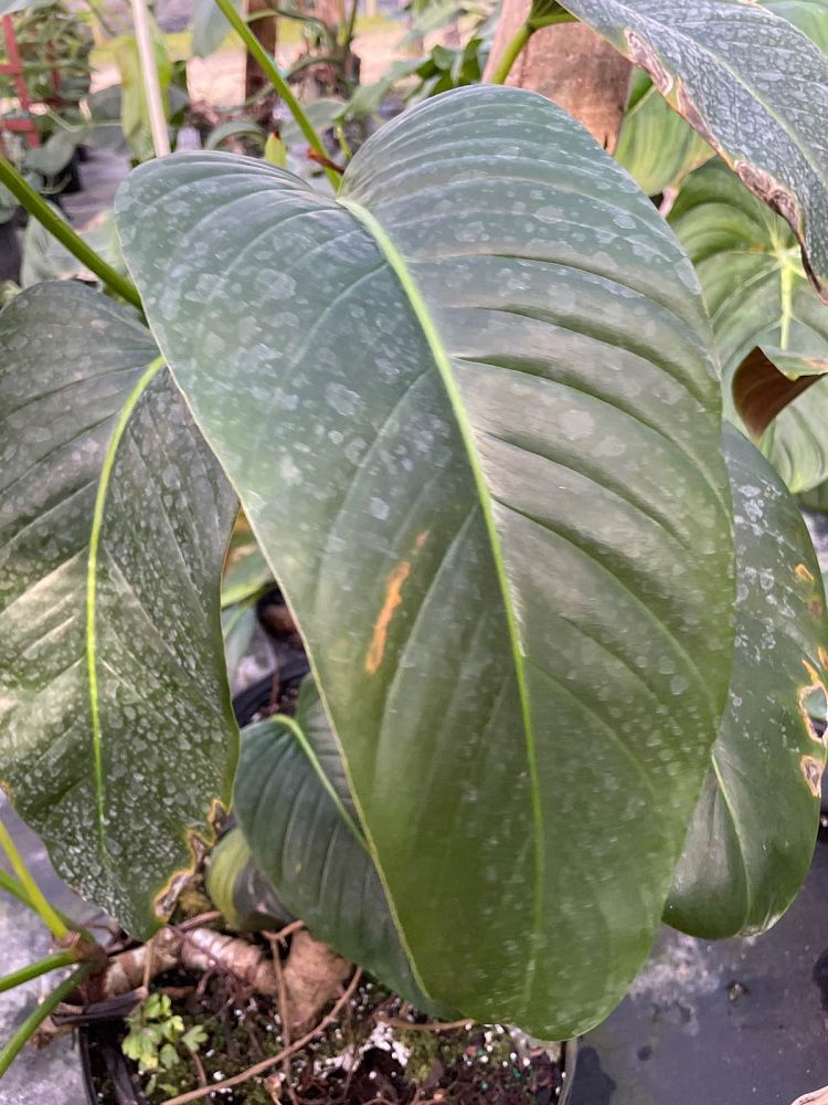 philodendron-davidsonii
