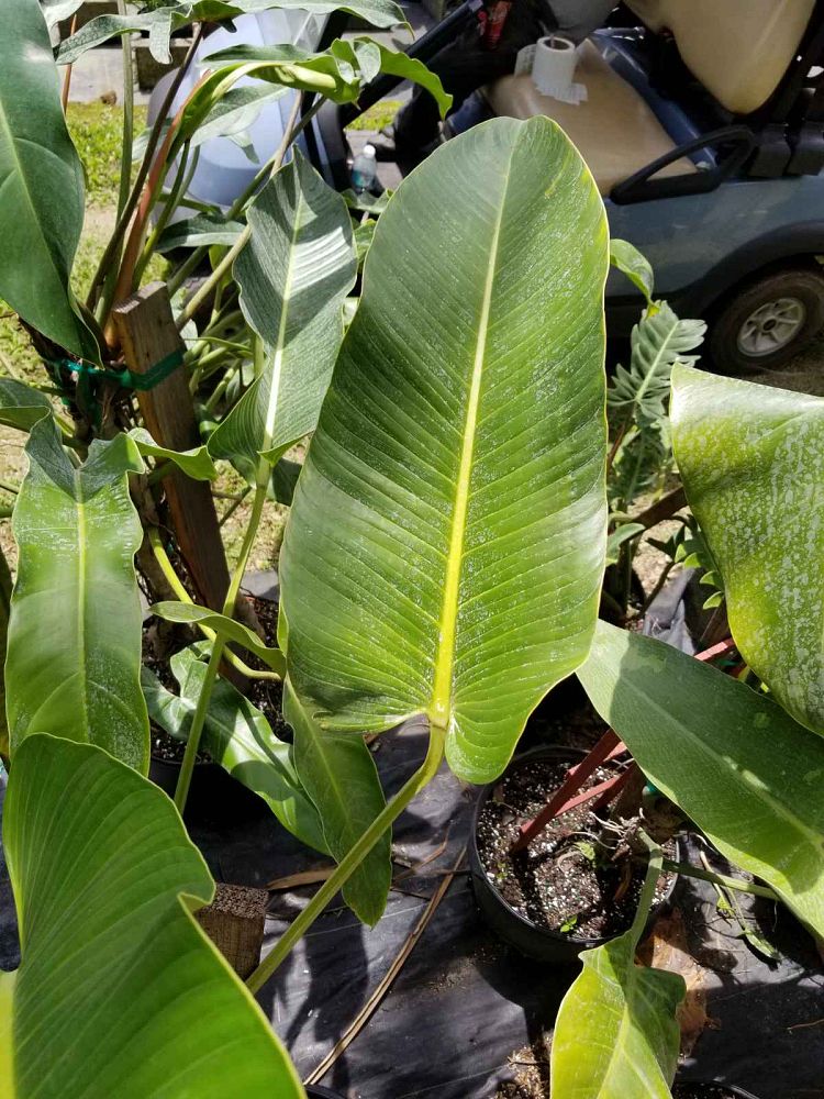 philodendron-davidsonii