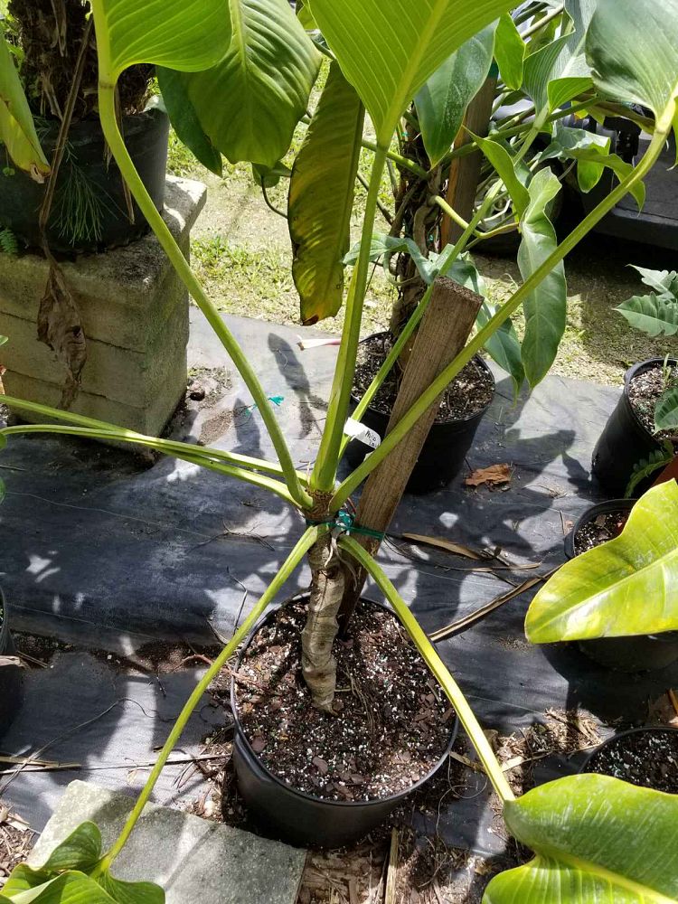 philodendron-davidsonii