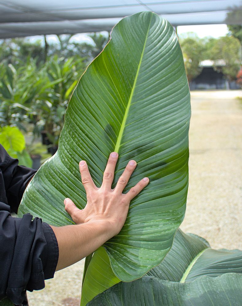 philodendron-davidsonii