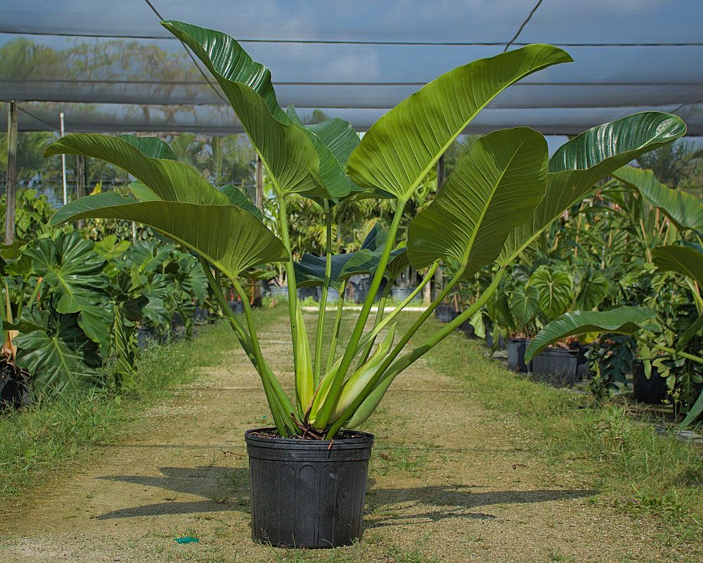 philodendron-davidsonii