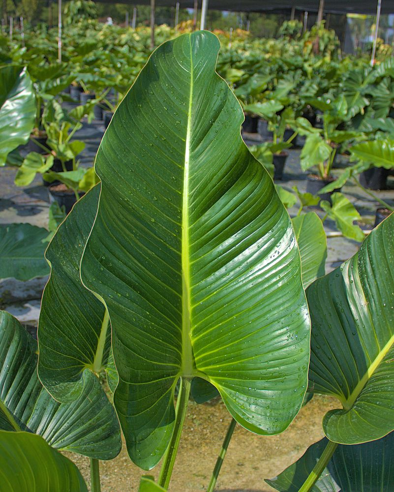 philodendron-davidsonii