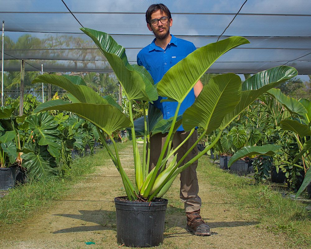 philodendron-davidsonii