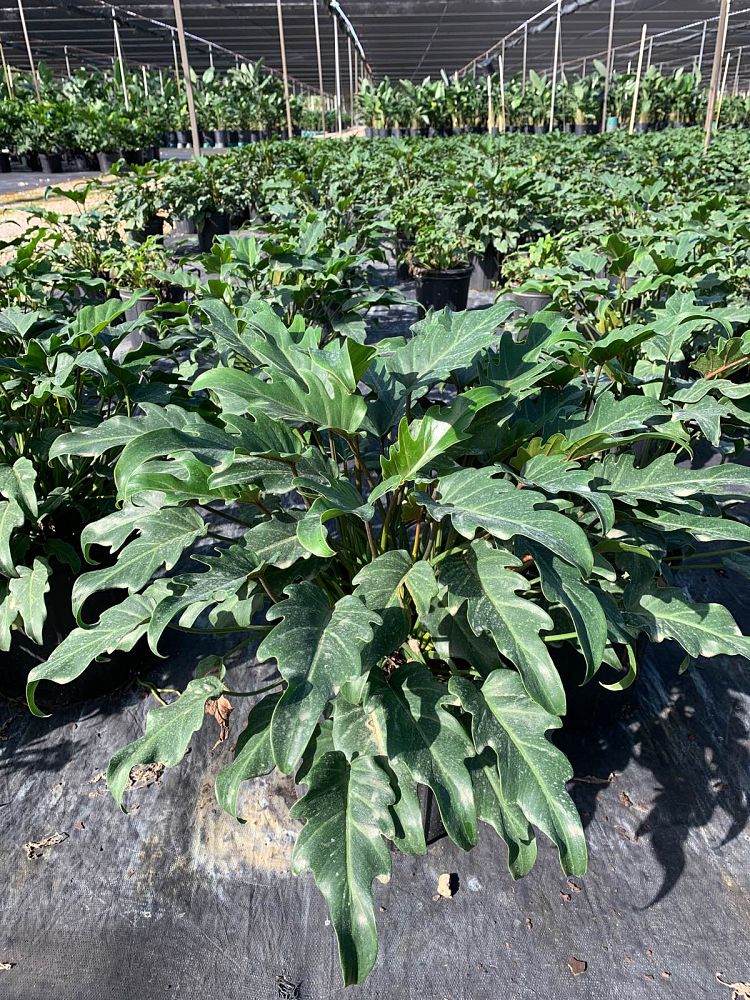 philodendron-deja-vu