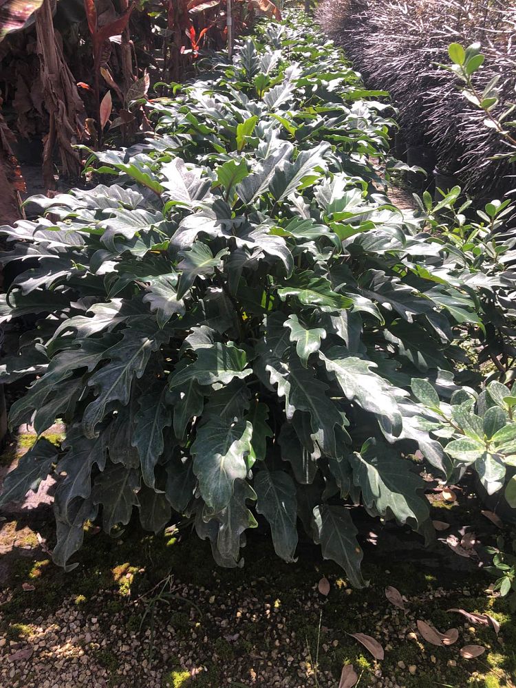 philodendron-deja-vu