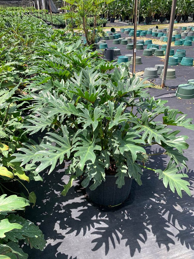 philodendron-deja-vu