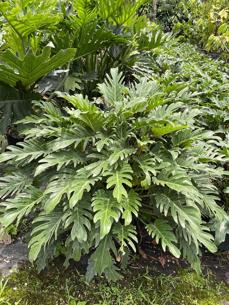 philodendron-deja-vu