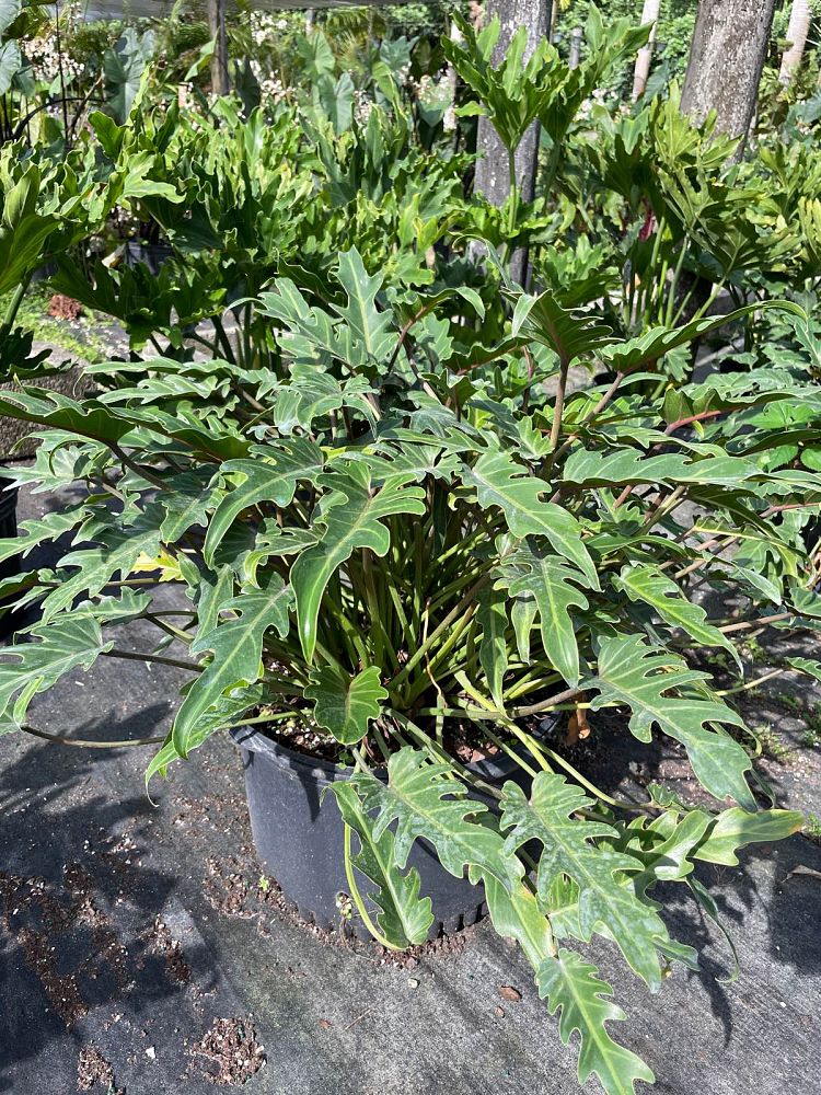 philodendron-deja-vu